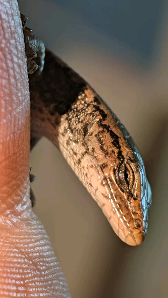 Image uploaded by Bug