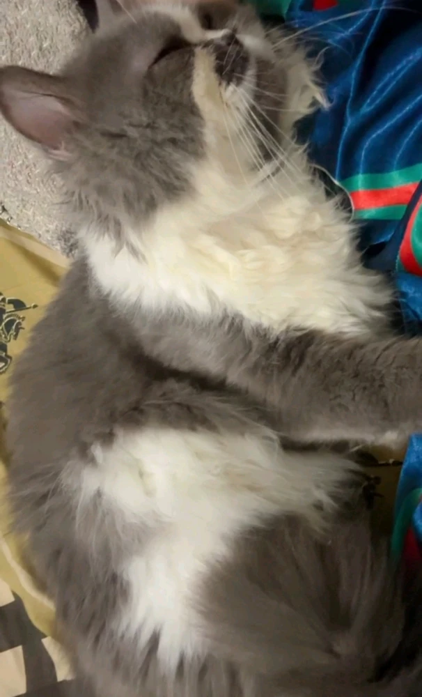 GIF uploaded by Anggun