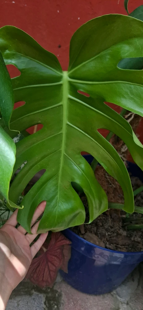 Katt അപ്ലോഡ് ചെയ്ത GIF