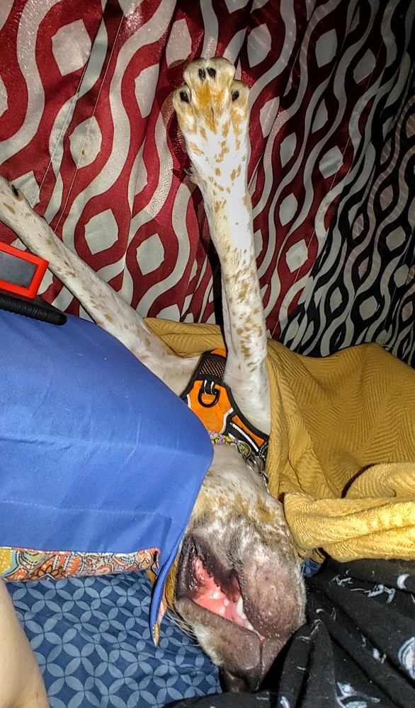 Imatge pujada per Derrick