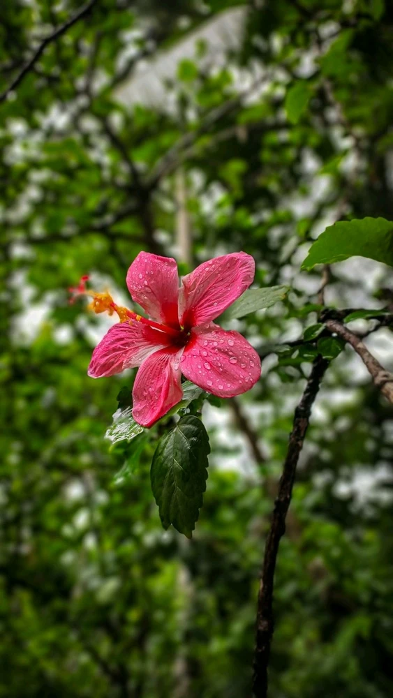 تصویر آپلود شده توسط Rahul