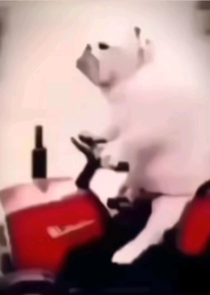 Kngs байршуулсан GIF