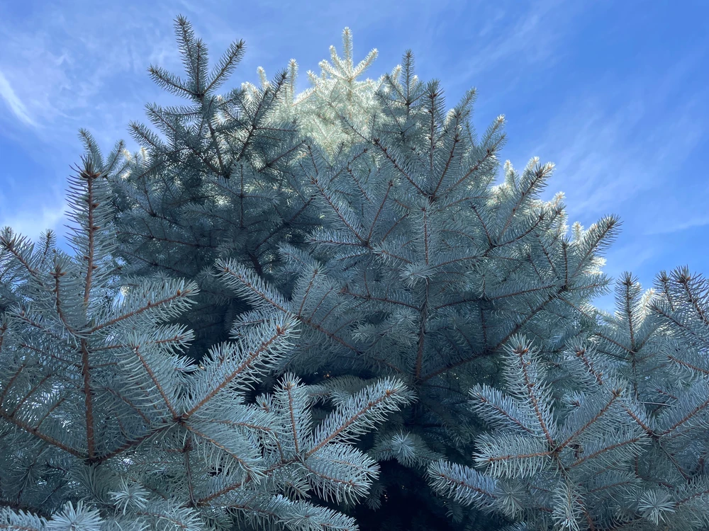 Imaghjina caricata da Ernie