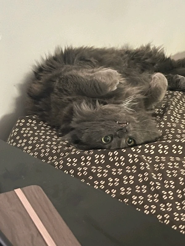 GIF dodany przez Sierra