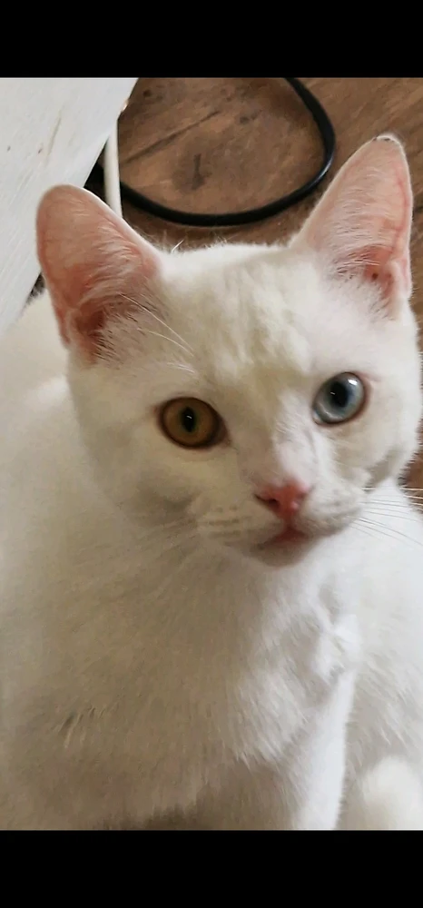 GIF imtella' minn Shaun