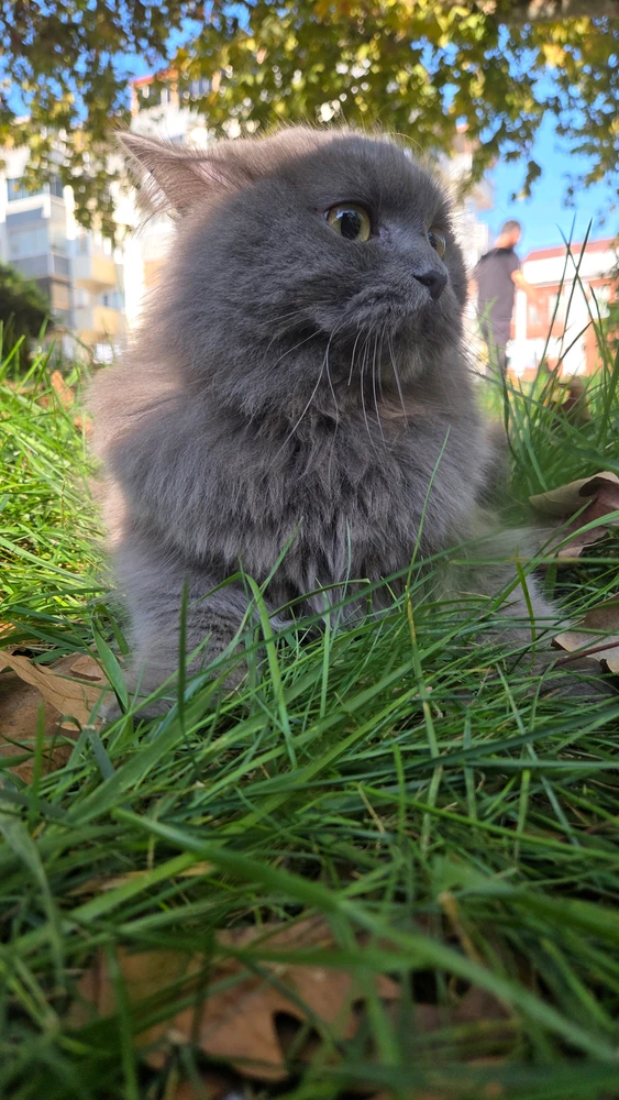 GIF nahrál İsko