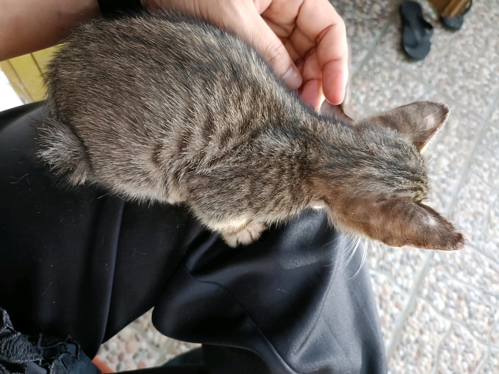 Гіфку завантажив Thieka