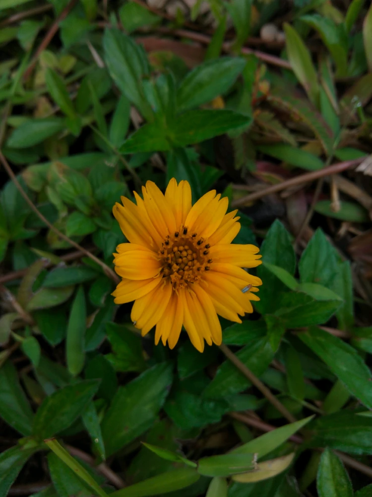Bluebuck আপলোড করেছে