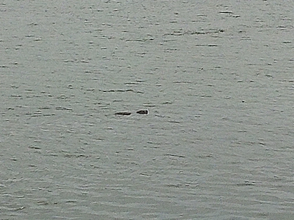 Benjiggity দ্বাৰা আপলোড কৰা ছবি