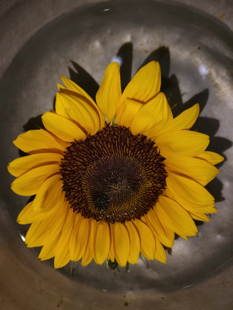 GIF uploaded by omkar kadekar