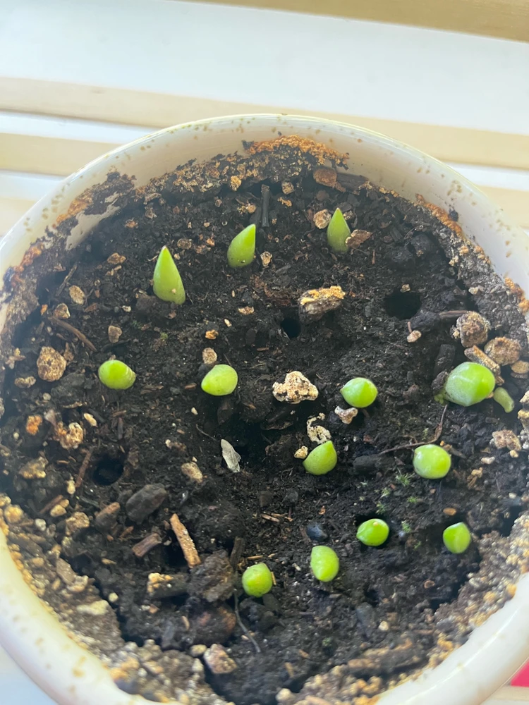 Donkey tail plants