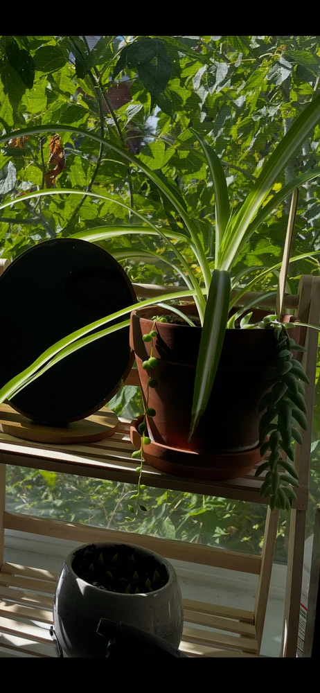 Spider plant and donkey tail on same pot.