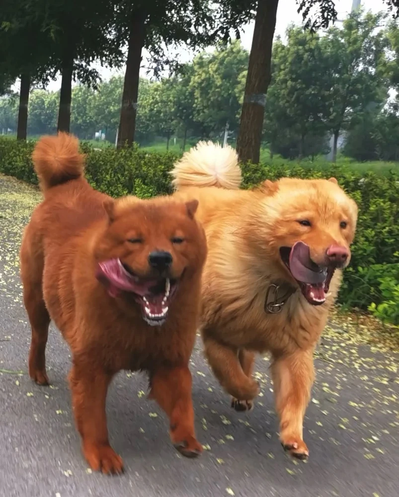 GIF nke 林 bugoro