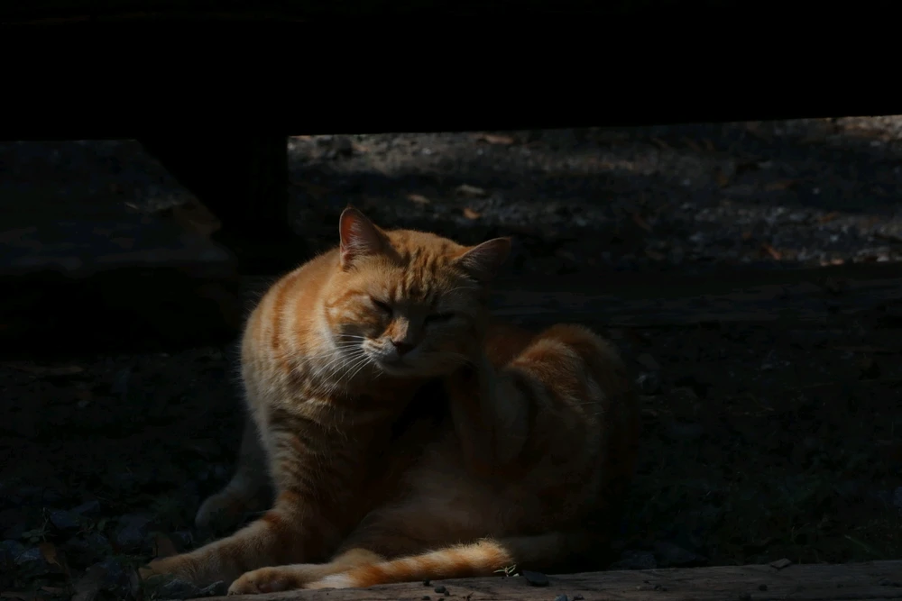 GIF geüpload door Diego