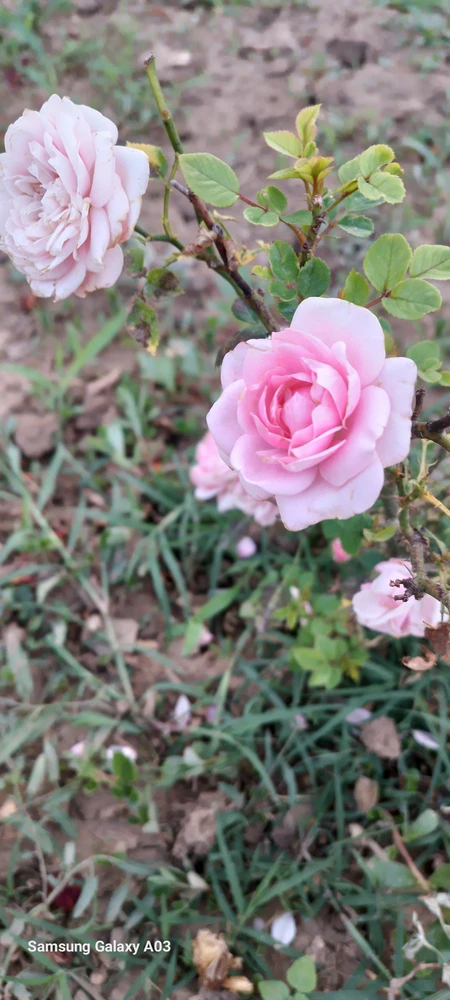 Image uploaded by Kas