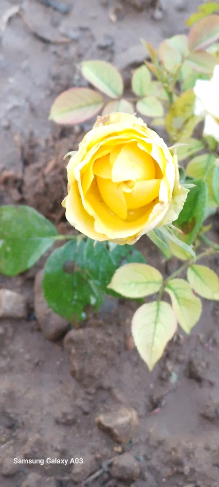 Image uploaded by Kas