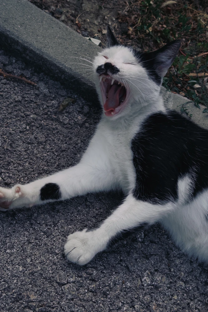 Funny cat
