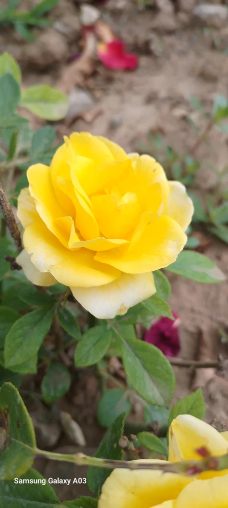 Image uploaded by Kas