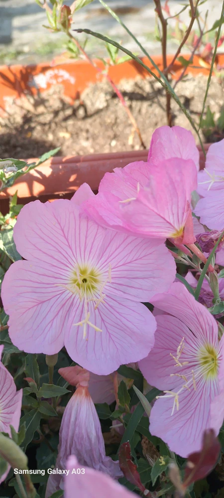 Image uploaded by Kas