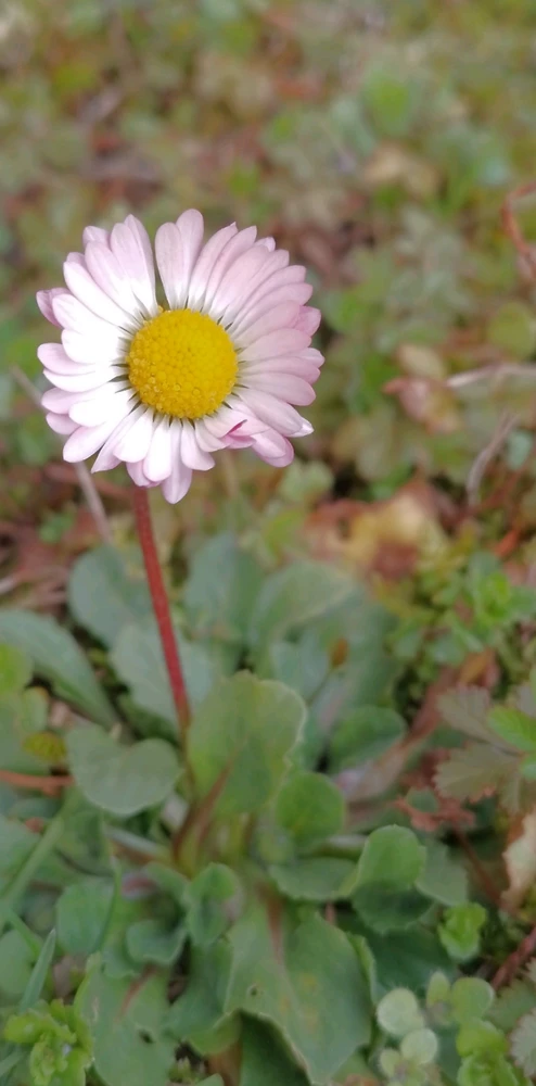 Image uploaded by Kas