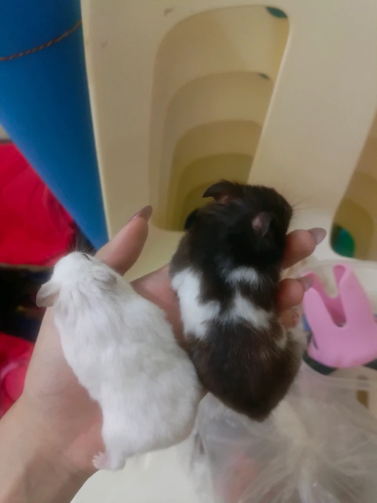 Image uploaded by Mincy