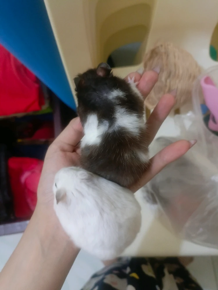 Image uploaded by Mincy