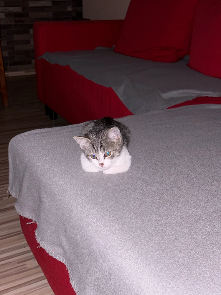 GIF eropgeluede vum Sándor