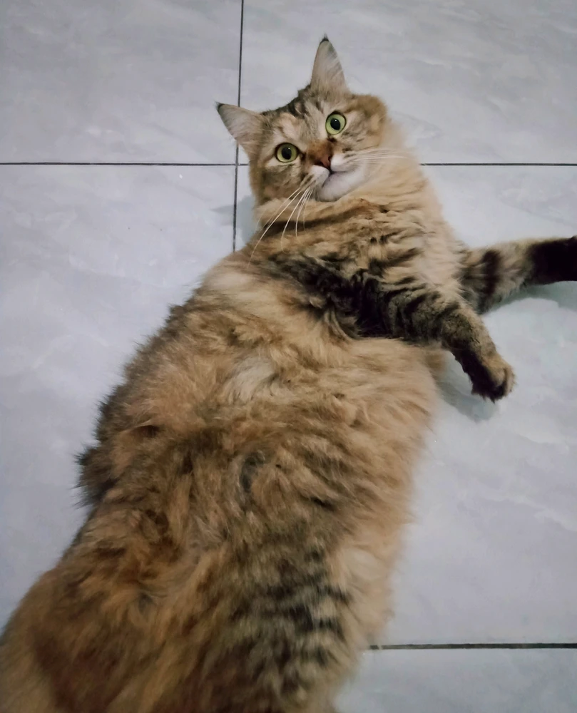 wiwin йөкләгән GIF