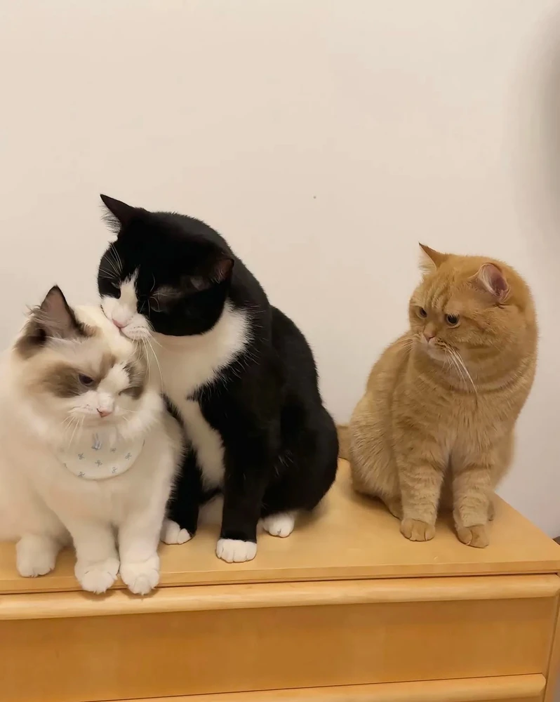 GIF uploaded by 林