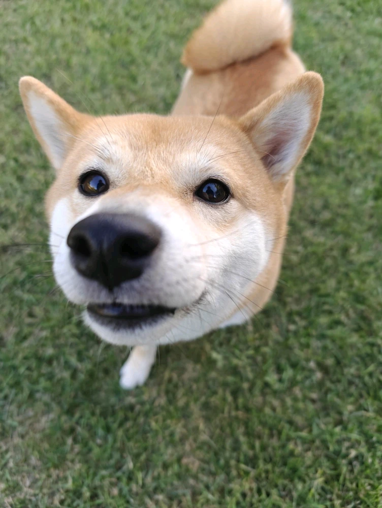 GIF wedi'i uwchlwytho gan ꨄ𝐃ꨄ