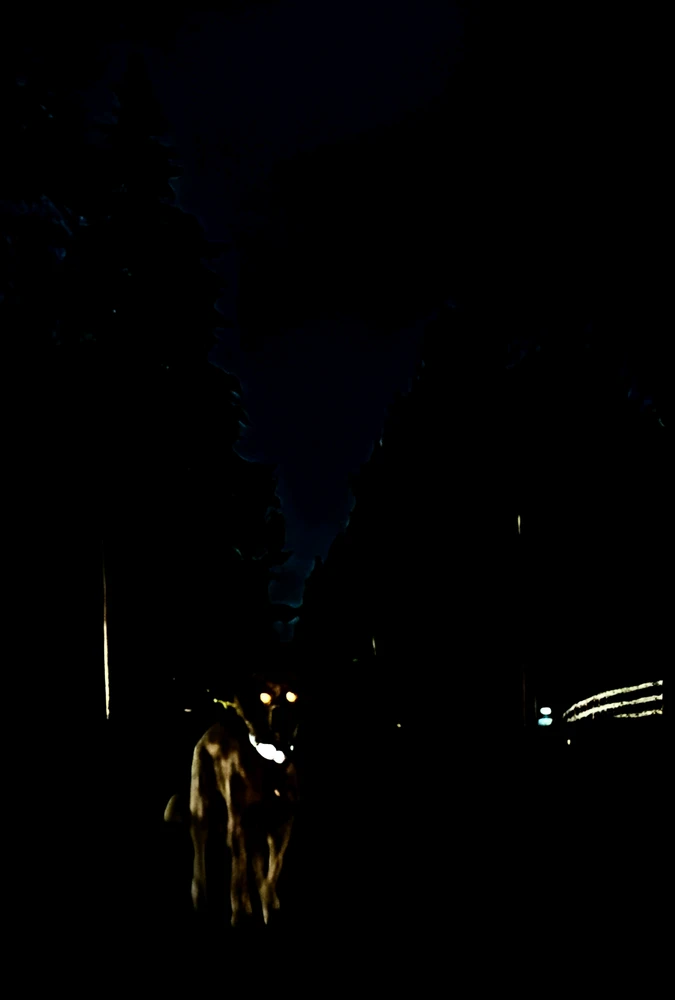Image uploaded by Bug