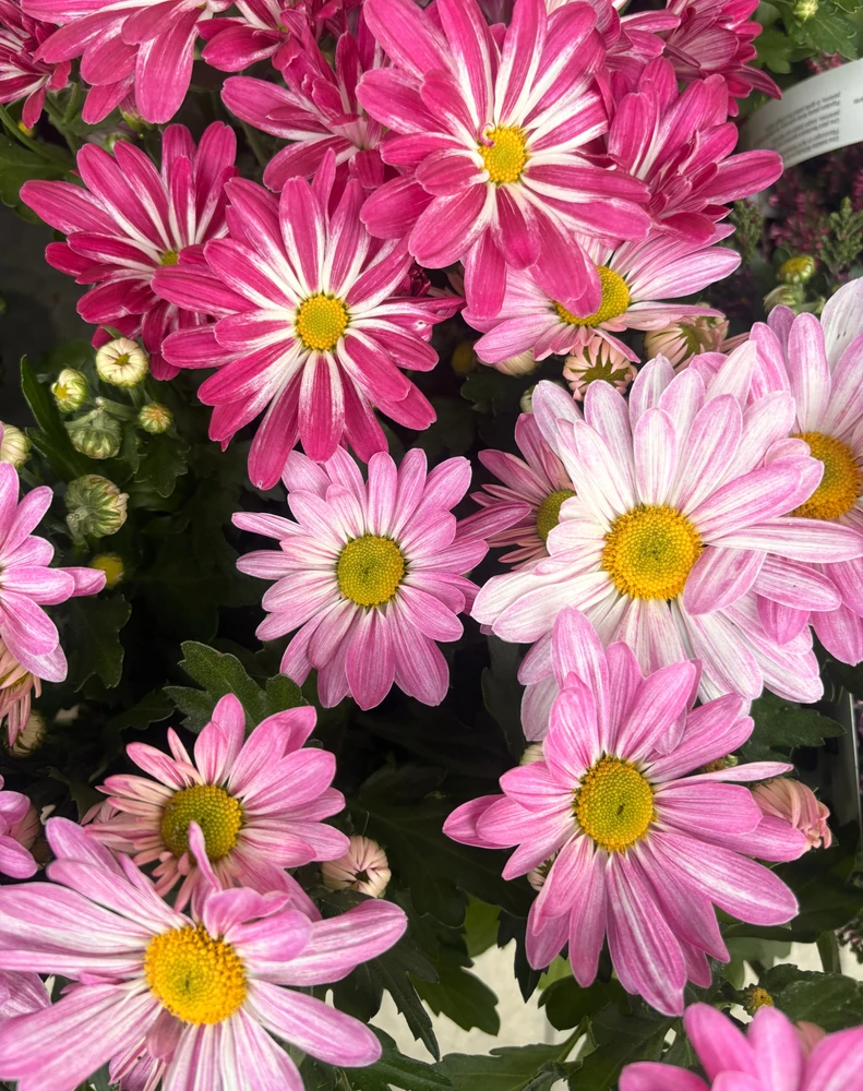 GIF uploaded by ℳℴ𝓇𝓃𝒾𝓃ℊ𝓈𝓉𝒶𝓇