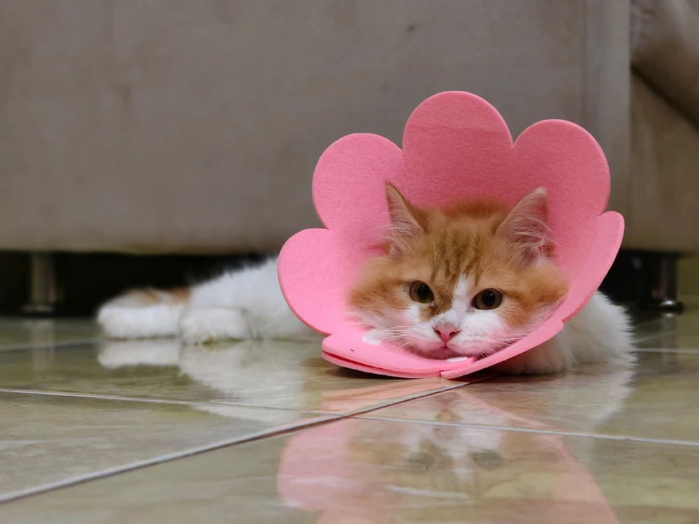 GIF uploaded by Lysha