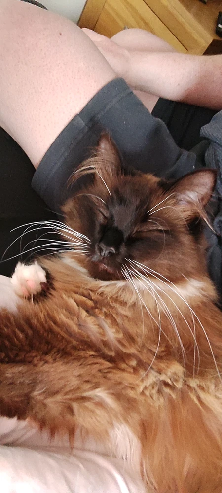 Billede uploadet af Andy(bearded ginger)