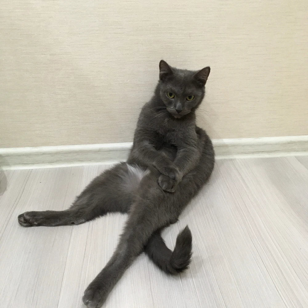 GIF uploaded by Mikhail