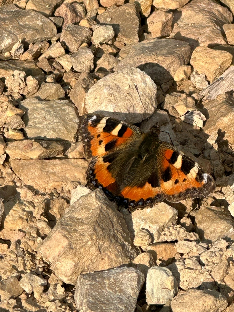 Butterfly