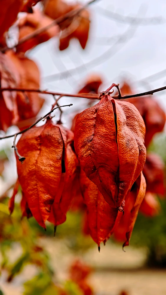 Gambar diunggah ku Viktor