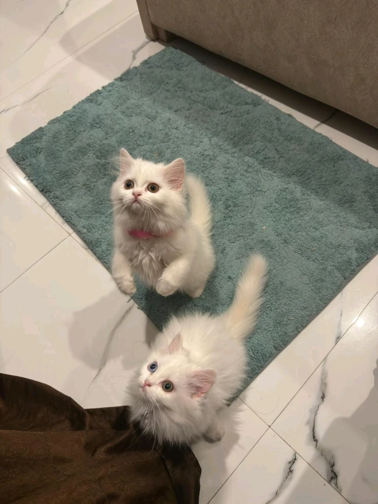 GIF diunggah ku sam