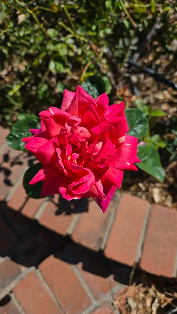Image uploaded by Timothy