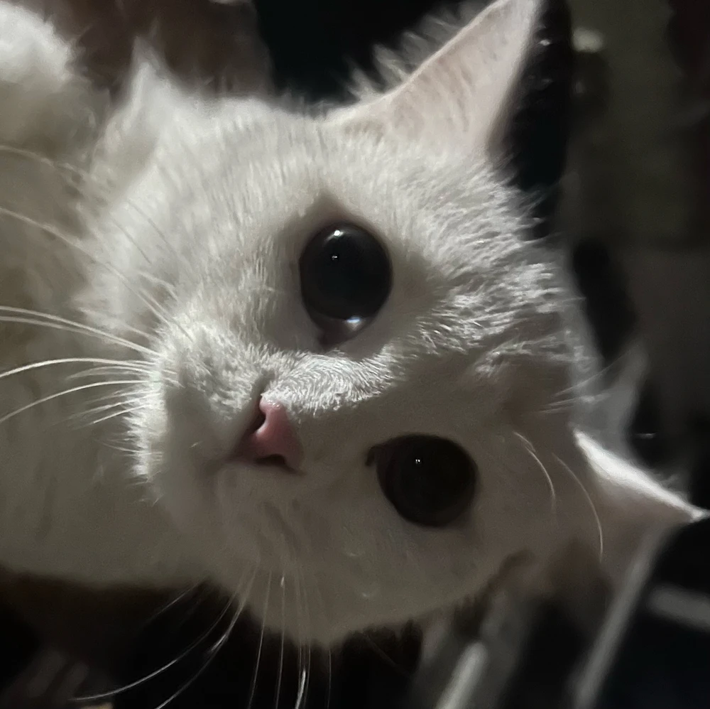 GIF رفعها Salarr