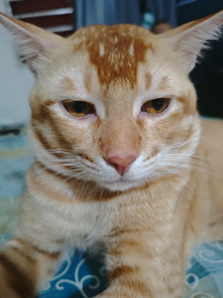 GIF رفعها Rizwan