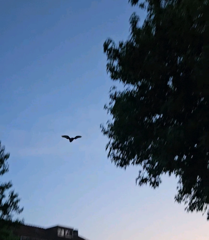 تصویر آپلود شده توسط Marli