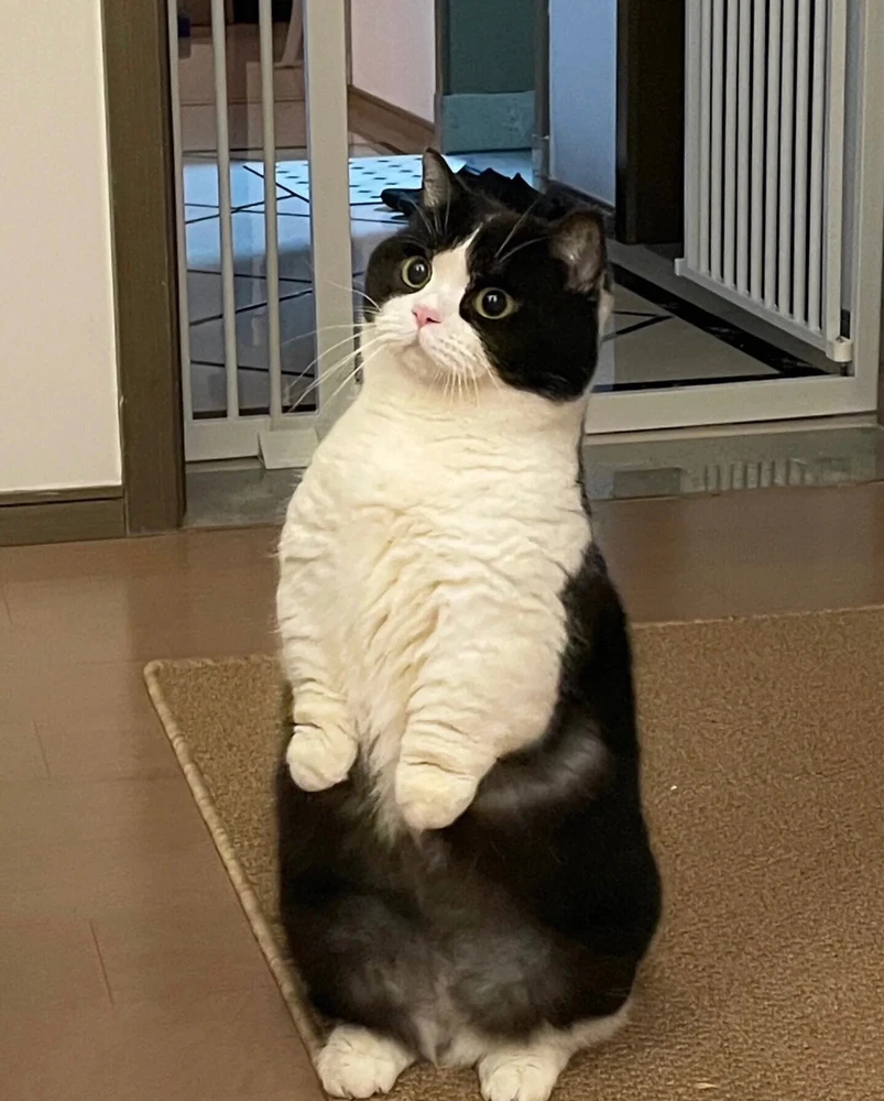 GIF อัปโหลดโดย 晓瑞