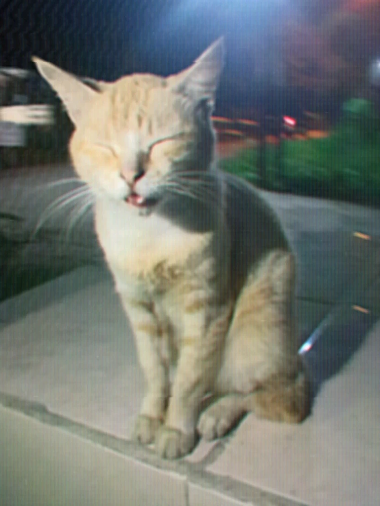 GIF e kentsoeng ke Naomi