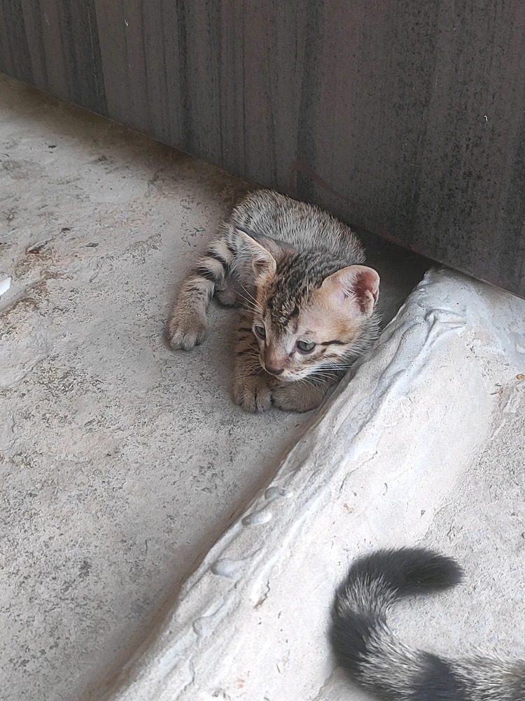 Image uploaded by Xoro