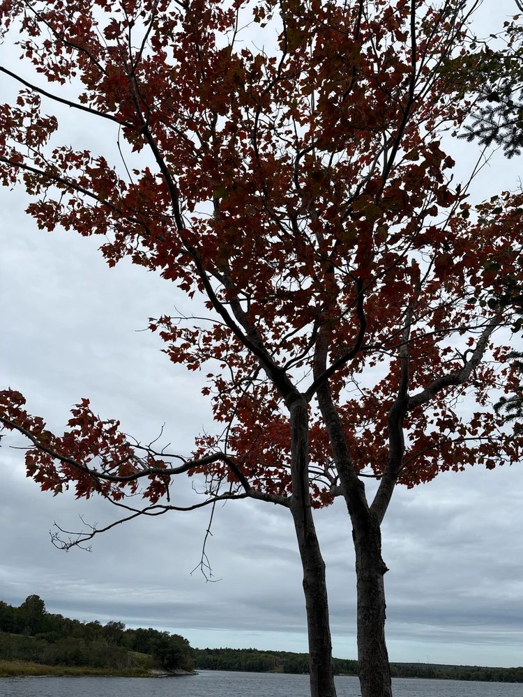 SurajがアップロードしたGIF