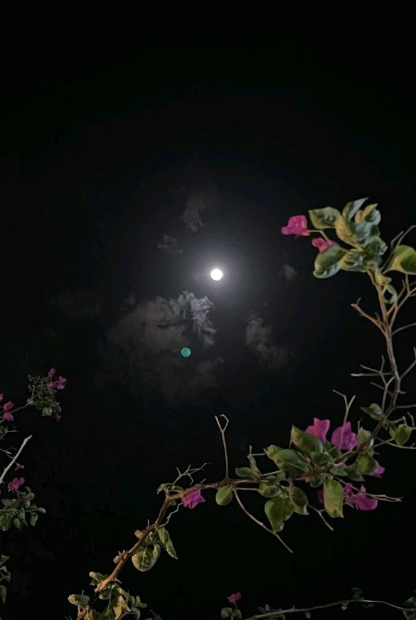 GIF pujat per 𝑨𝒏𝒆𝒆𝒍..