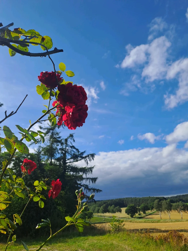 Выява загружана Vio