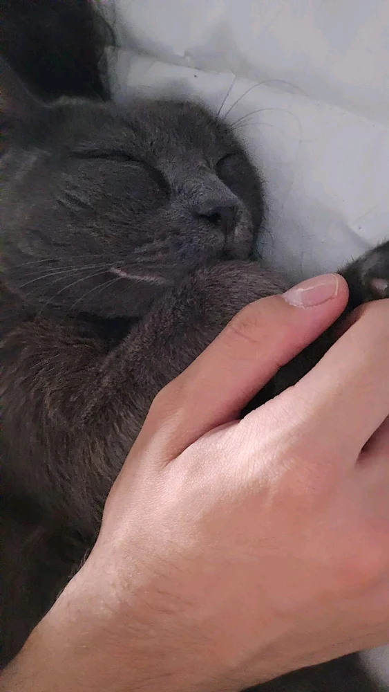 GIF diunggah ku Matias