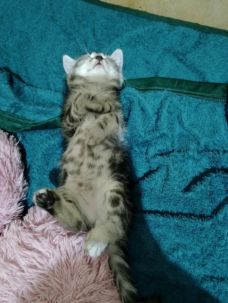 GIF Gi tarapyndan ýüklenen